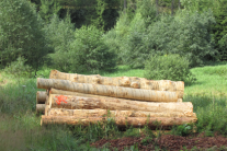 Entrindetes Holz