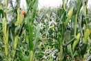 Beschädigter Mais nach Unwetter am 18.08.2017