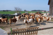 Kühe im Freien