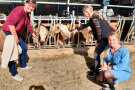 Frauren stehen neben Kühen im Stall beim Füttern. 