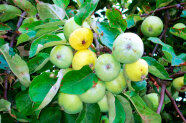 Gelbe und grüne Früchte des Holz-Apfels sind umgeben von dessen eiförmigen grünen Blättern 