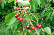 rote rundliche Früchte hängen an einem Ast mit grünen Blättern 