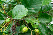 Blatt und Blütenstand der Schwarzerle