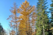 Lärchen in Herbstfärbung