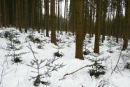 gepflanzte Tannen stehen unter Fichten von Schnee bedeckt