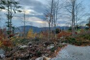 Freifläche mit aufkommender Naturverjüngung im Schutz von Vorwaldbaumarten