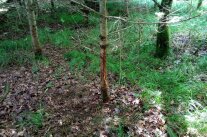 Kleiner Baum mit geschälter Rinde gilt auch als verbissen.