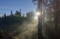 Wald in der Morgensonne