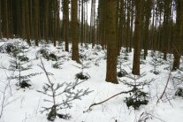 gepflanzte Tannen stehen unter Fichten von Schnee bedeckt