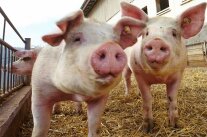 2 Schweine stehen auf Stroh im Freien