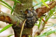 Käfer auf Nadelbaum