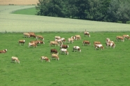 Kühe auf Kurzrasenweide