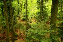 Bestand mit mehreren Baumschichten