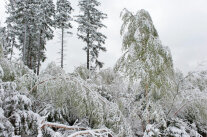 Schneebedeckte gebrochene Bäume und herabhängende Äste in einem Wald 